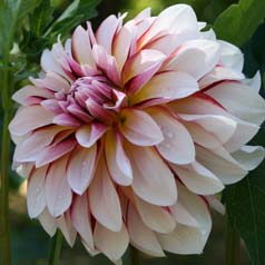 Dahlia Dcoratif 'Carribean Fantasy'